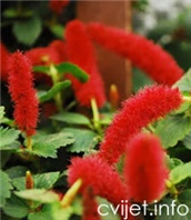 Akalifa hispida - acalypha hispida 